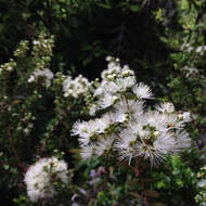 Image of Metrosideros perforata (J. R. & G. Forst.) A. Rich.