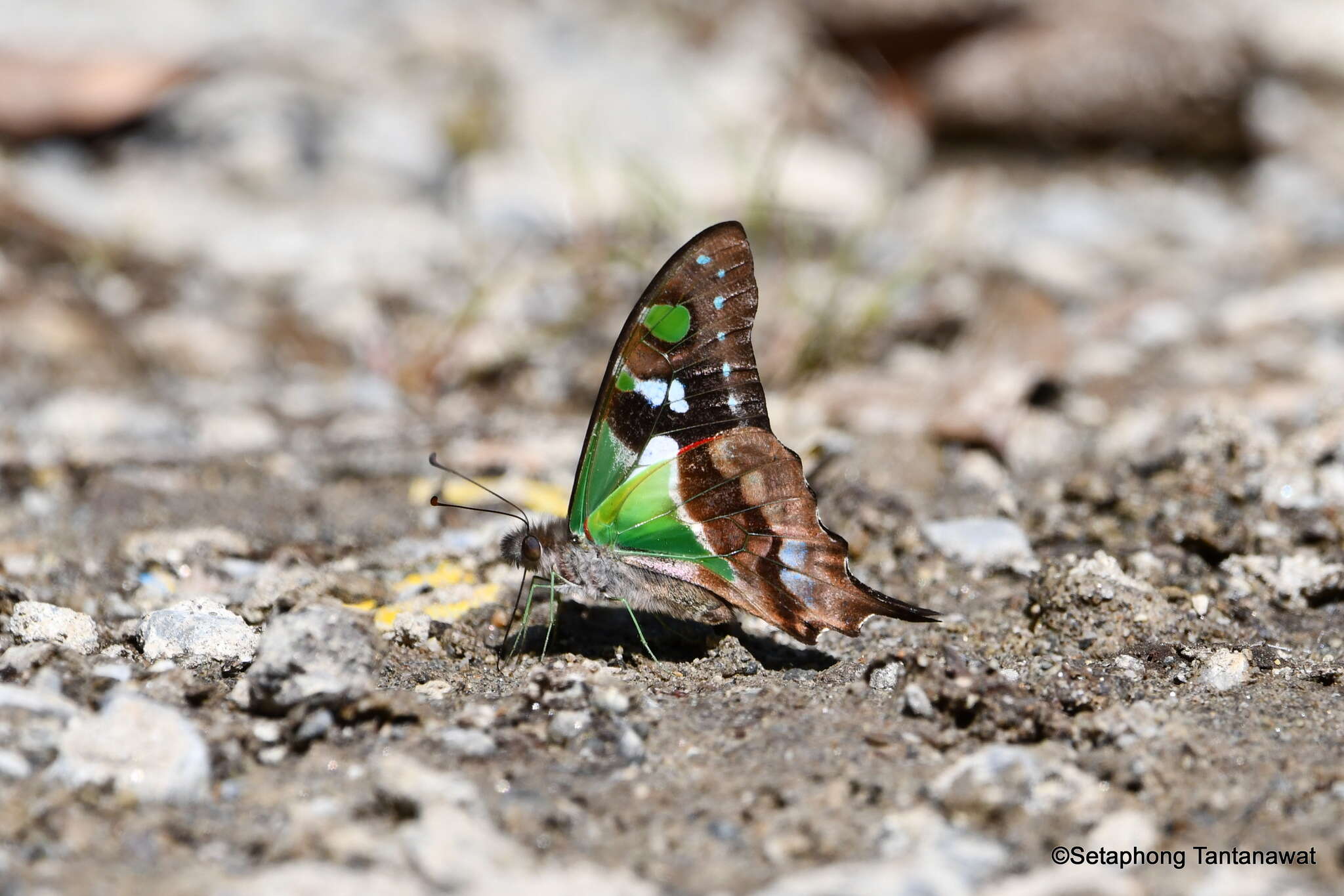 Image of Purple Spotted Swallowtail