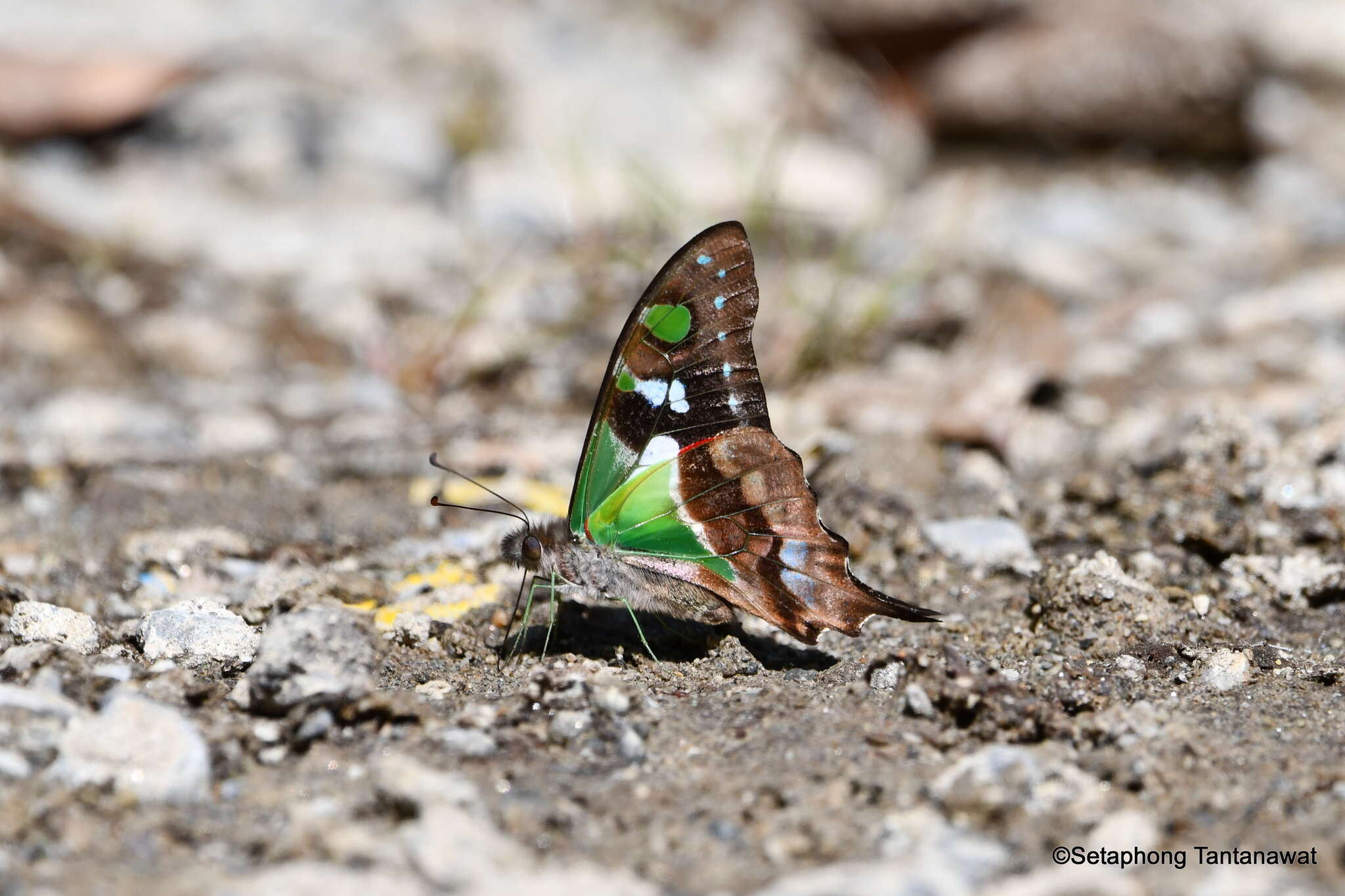 Image of Graphium weiskei (Ribbe 1900)