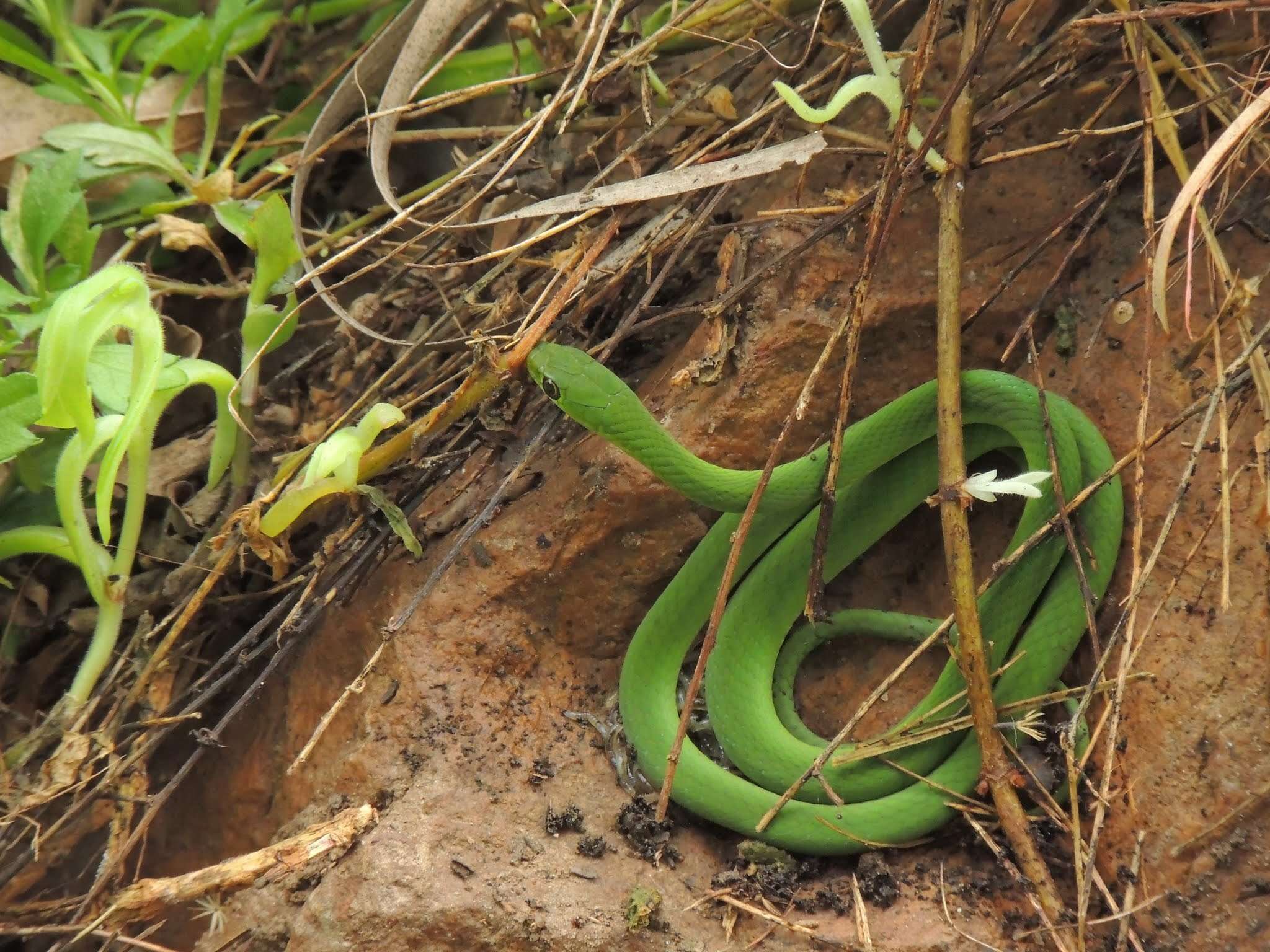 Image of Green Water Snake