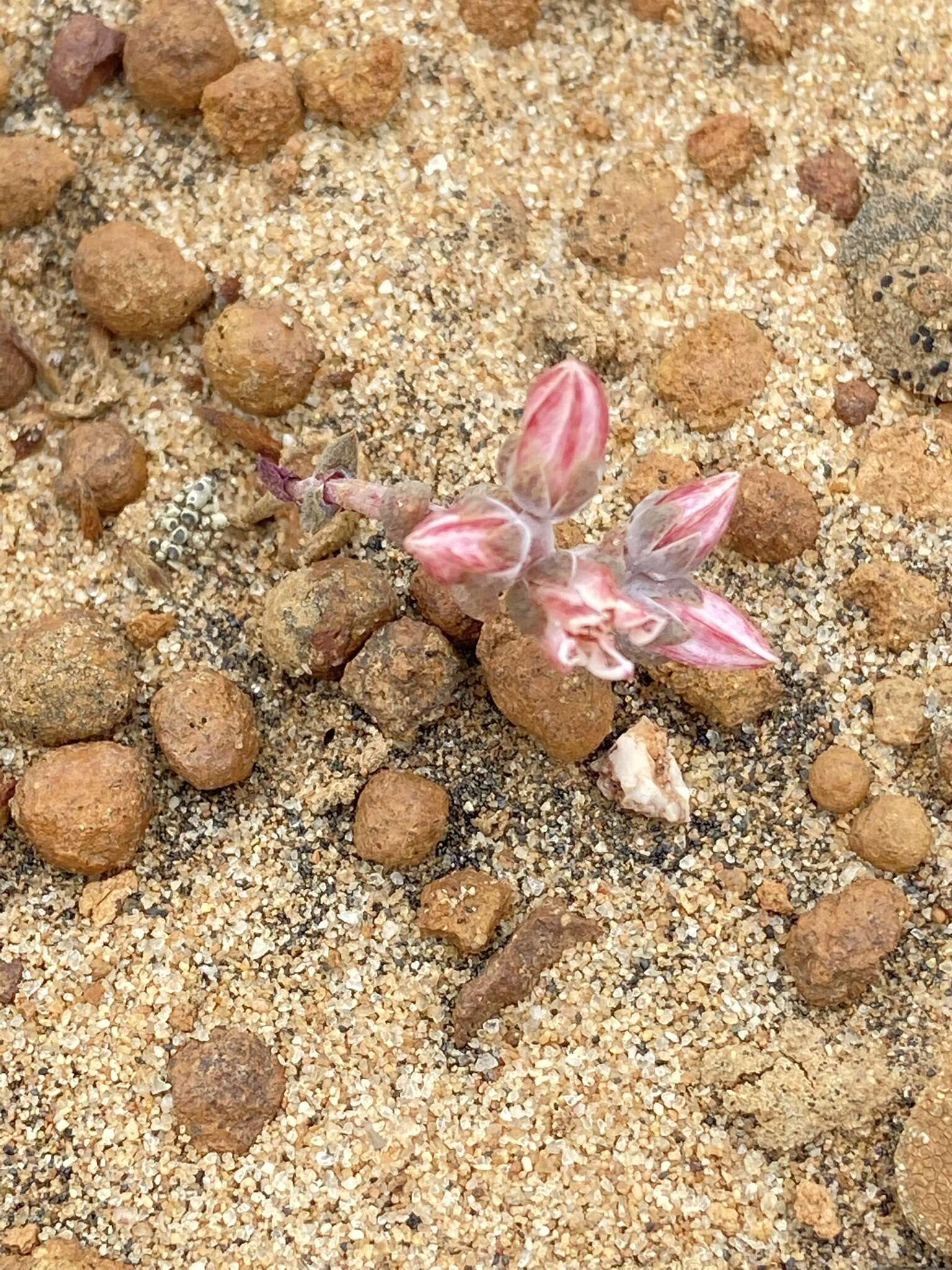 Imagem de Dudleya crassifolia Dodero & M. G. Simpson