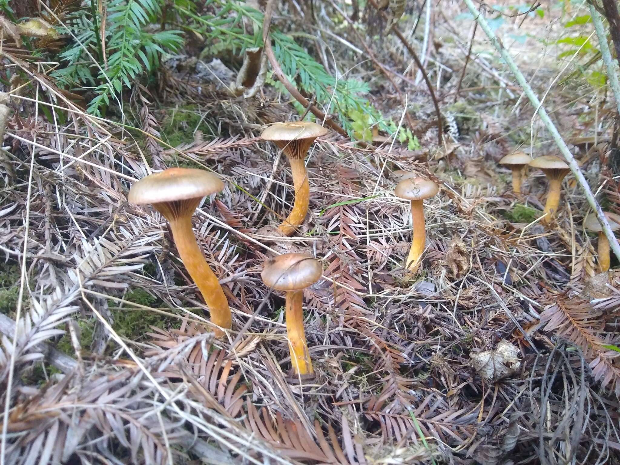 Chroogomphus ochraceus (Kauffman) O. K. Mill. 1964 resmi