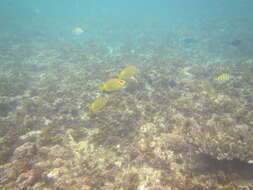 Image of Coral rabbitfish