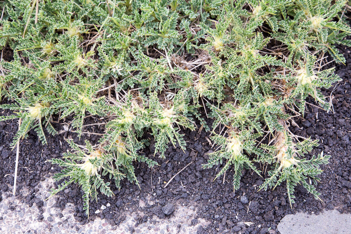 Imagem de Astragalus siculus Rafin.