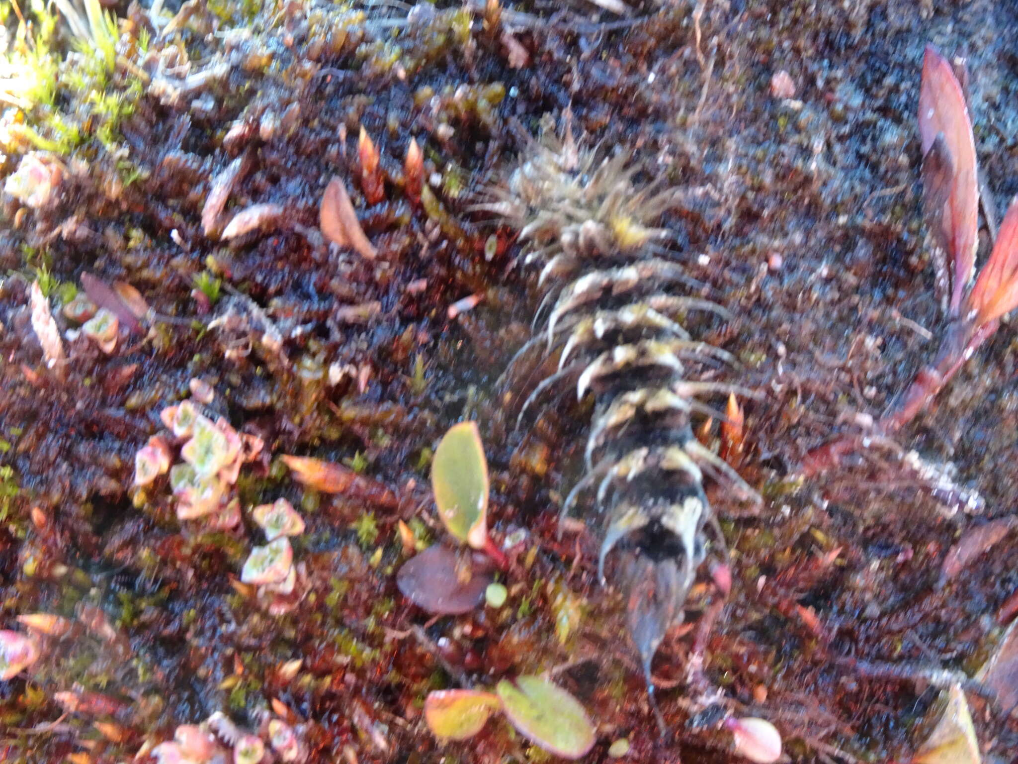 Image of Arctic Wooly-Bear Caterpillar