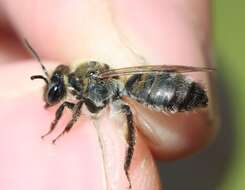 Image of Andrena synadelpha Perkins 1914