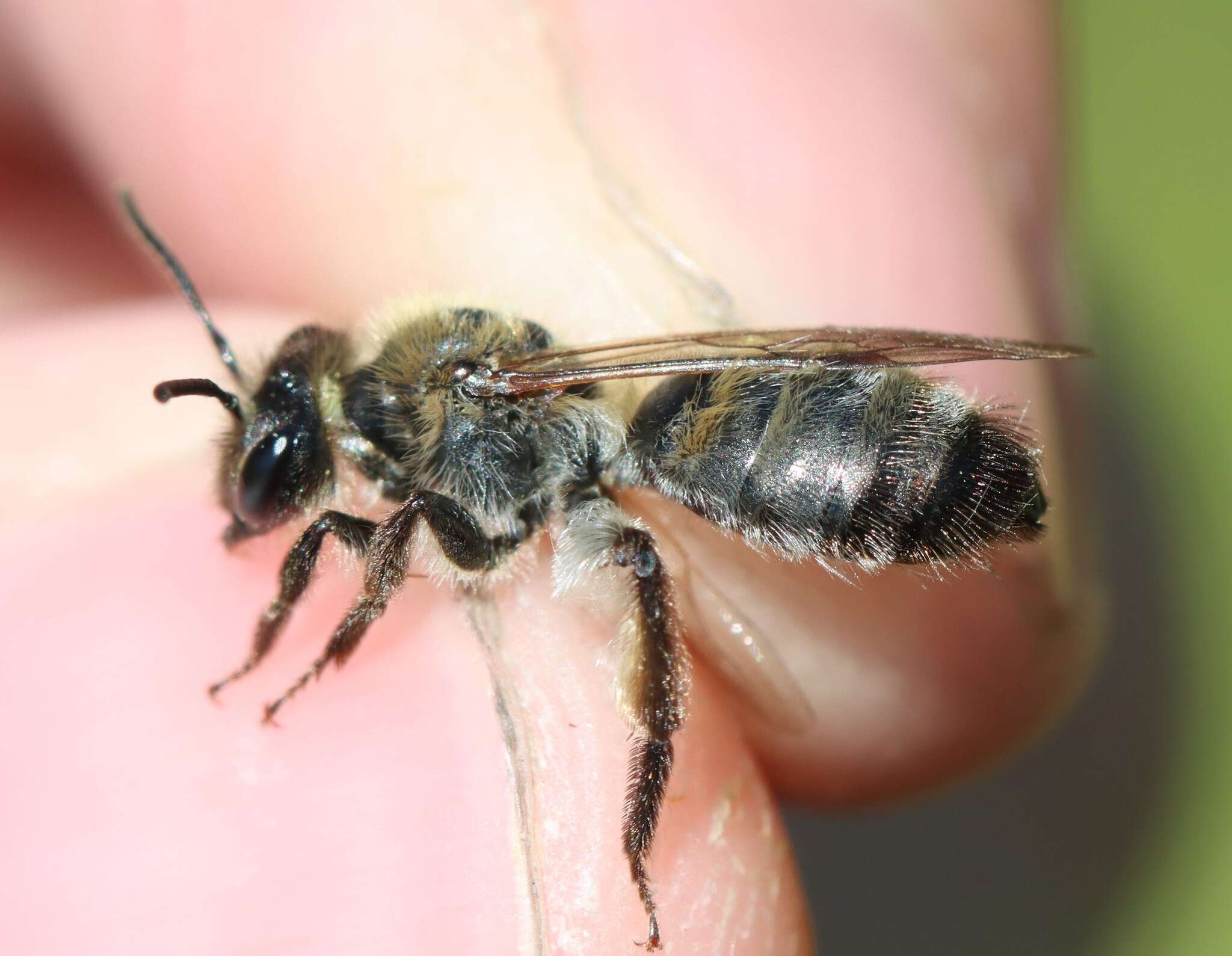 Image of Andrena synadelpha Perkins 1914