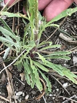 Image of Fendler's ragwort