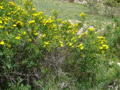 Image de Rosa hemisphaerica J. Herrm.