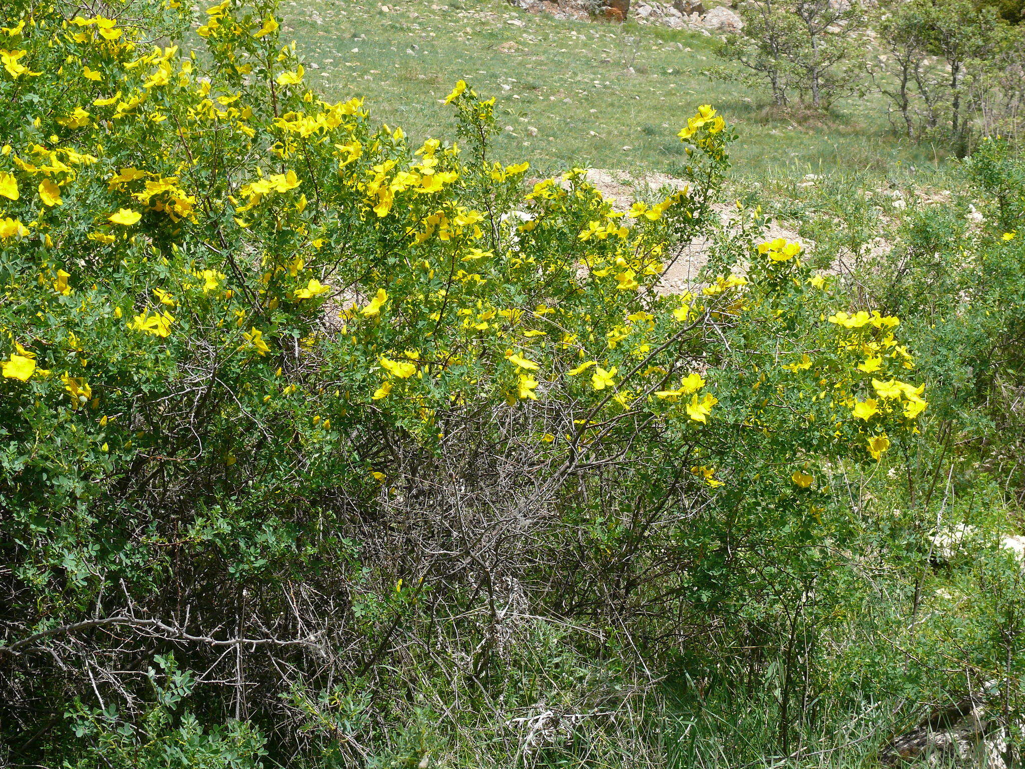 Image of Rosa hemisphaerica J. Herrm.