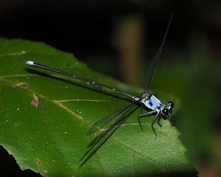 Image of Hypolestes hatuey Torres-Cambas 2015