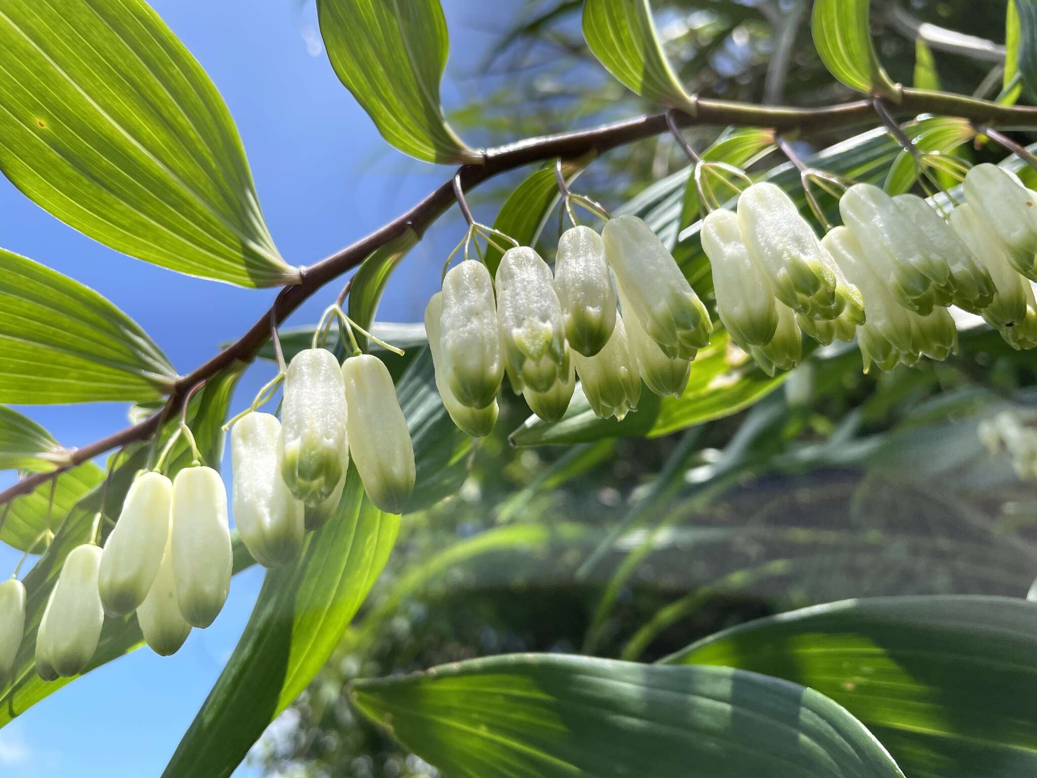 Image of Polygonatum arisanense Hayata