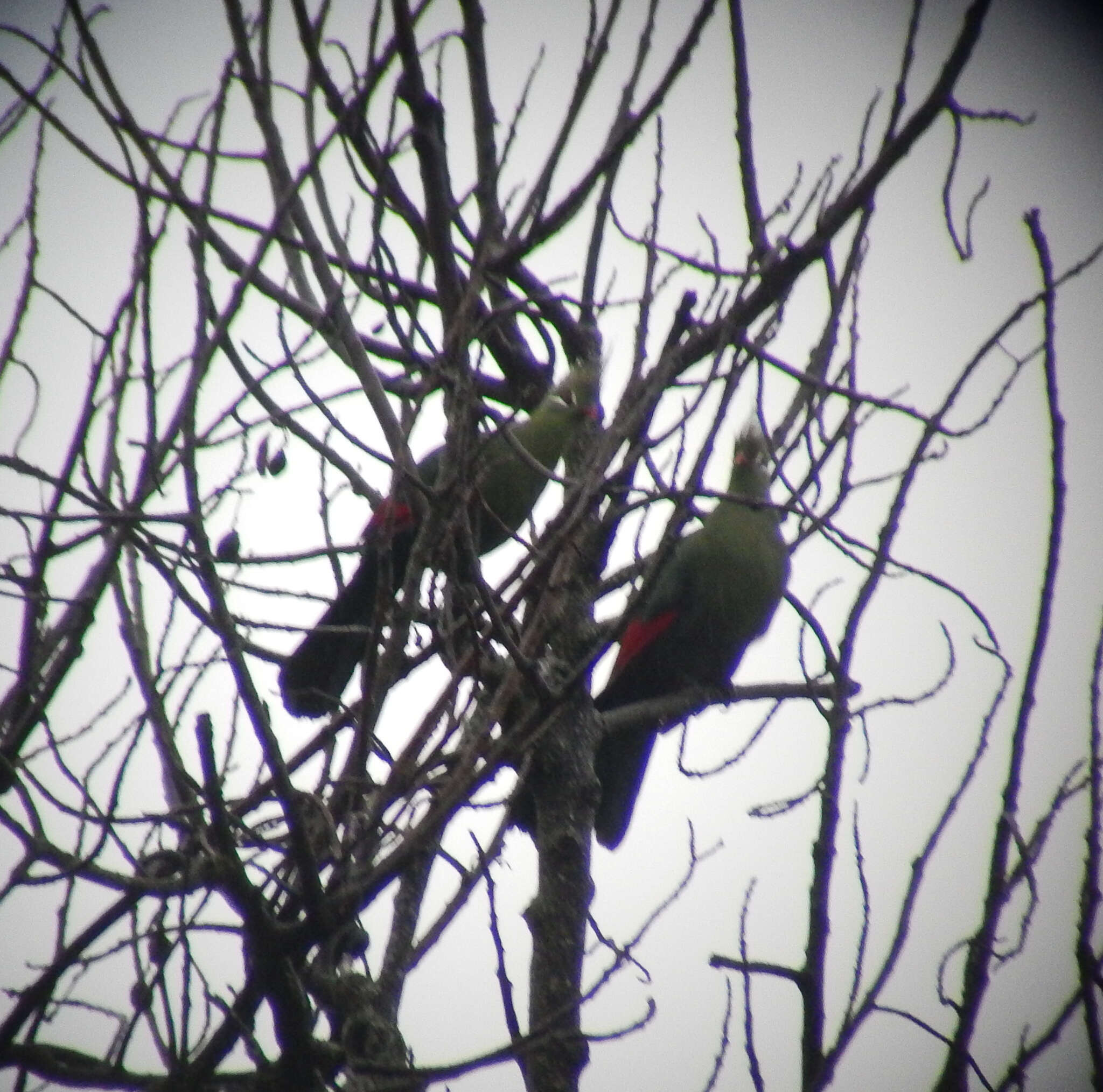 Image of Livingstone's Turaco