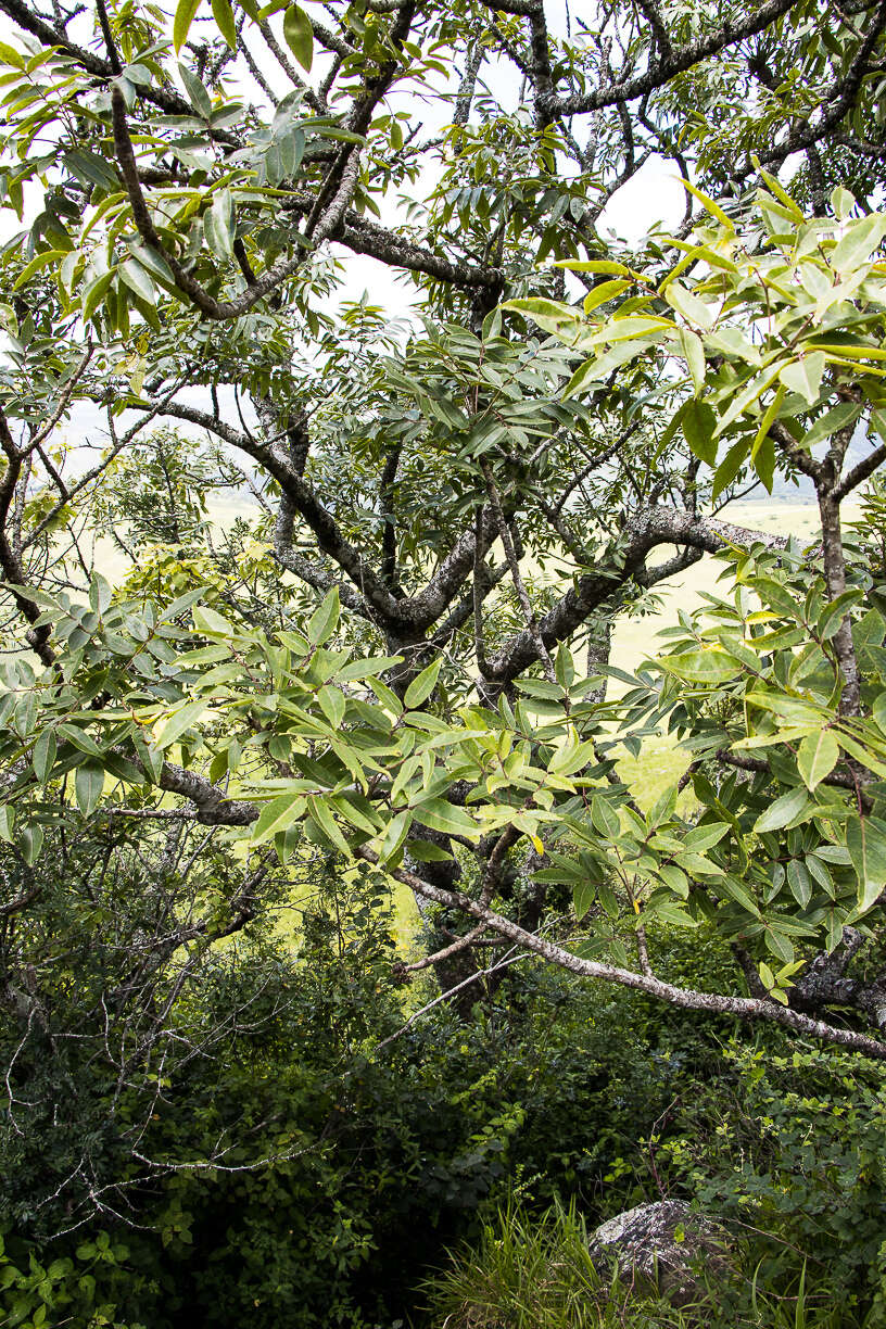 Imagem de Commiphora woodii Engl.