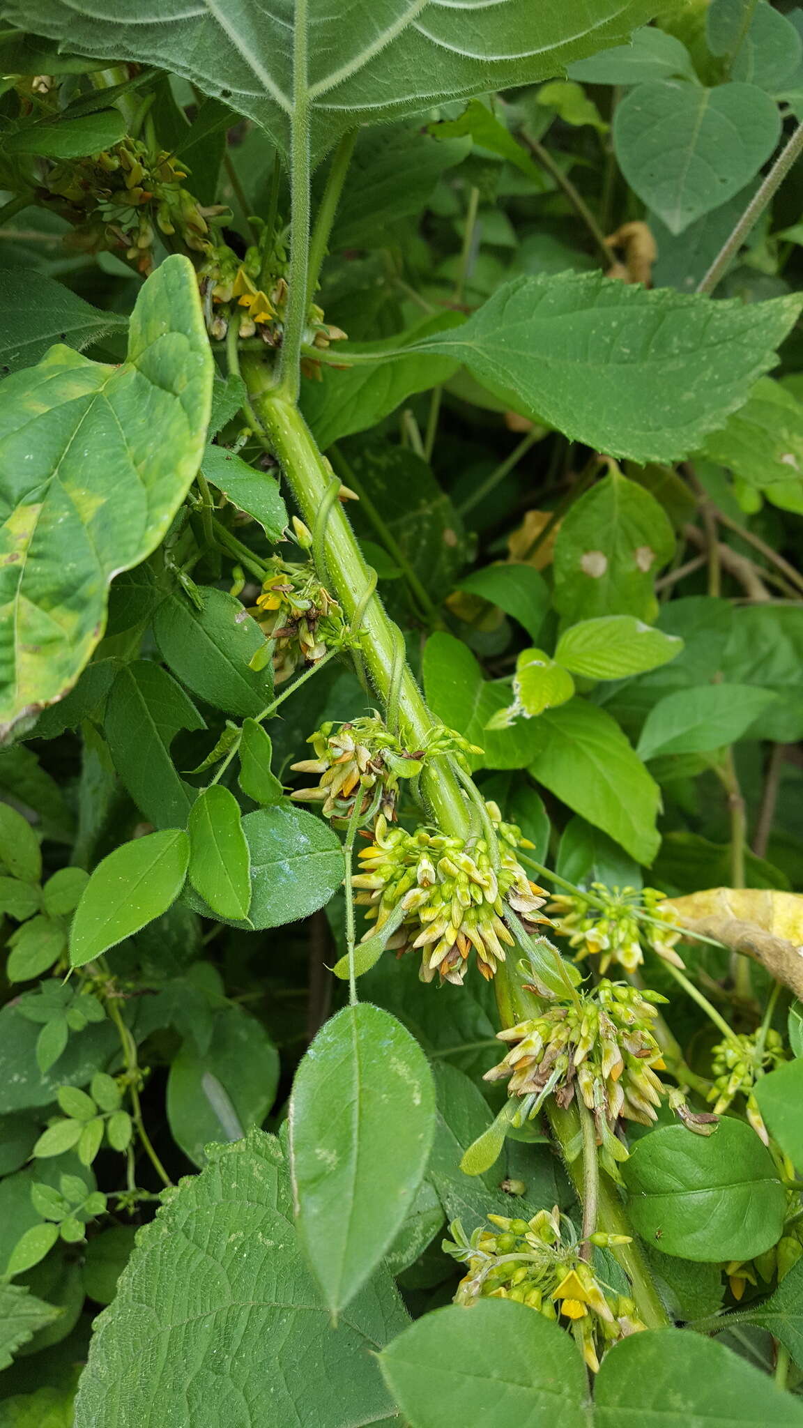 Image of Nissolia fruticosa Jacq.