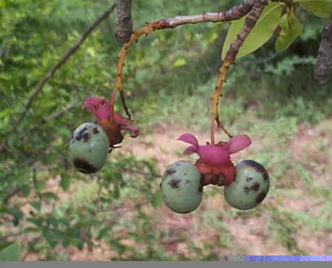 Image of Ochna pulchra Hook.