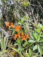 Plancia ëd Cyrtochilum retusum (Lindl.) Kraenzl.