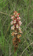 Image de Satyrium sphaerocarpum Lindl.