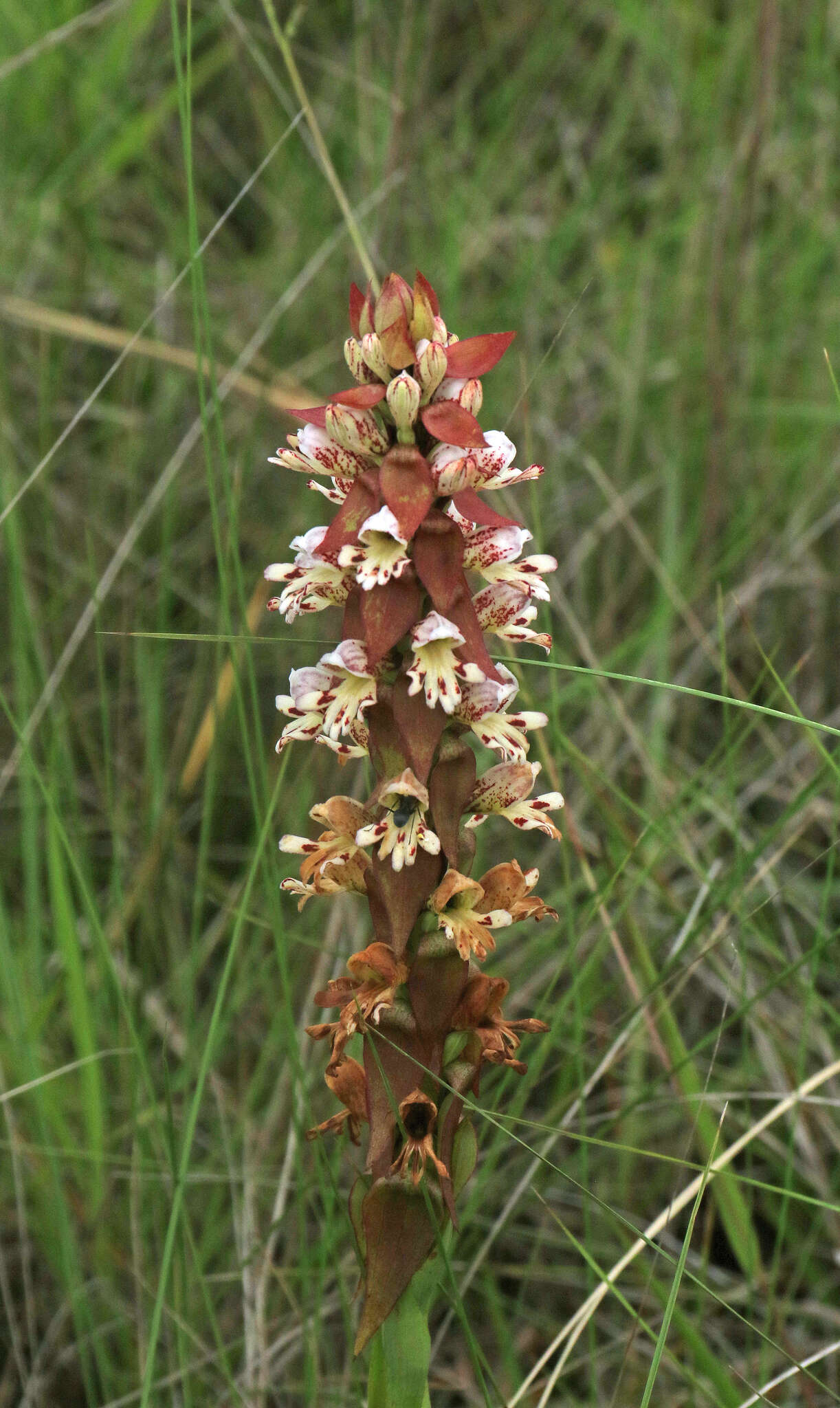 Image de Satyrium sphaerocarpum Lindl.