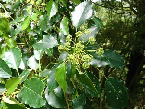 Image of Trochodendron