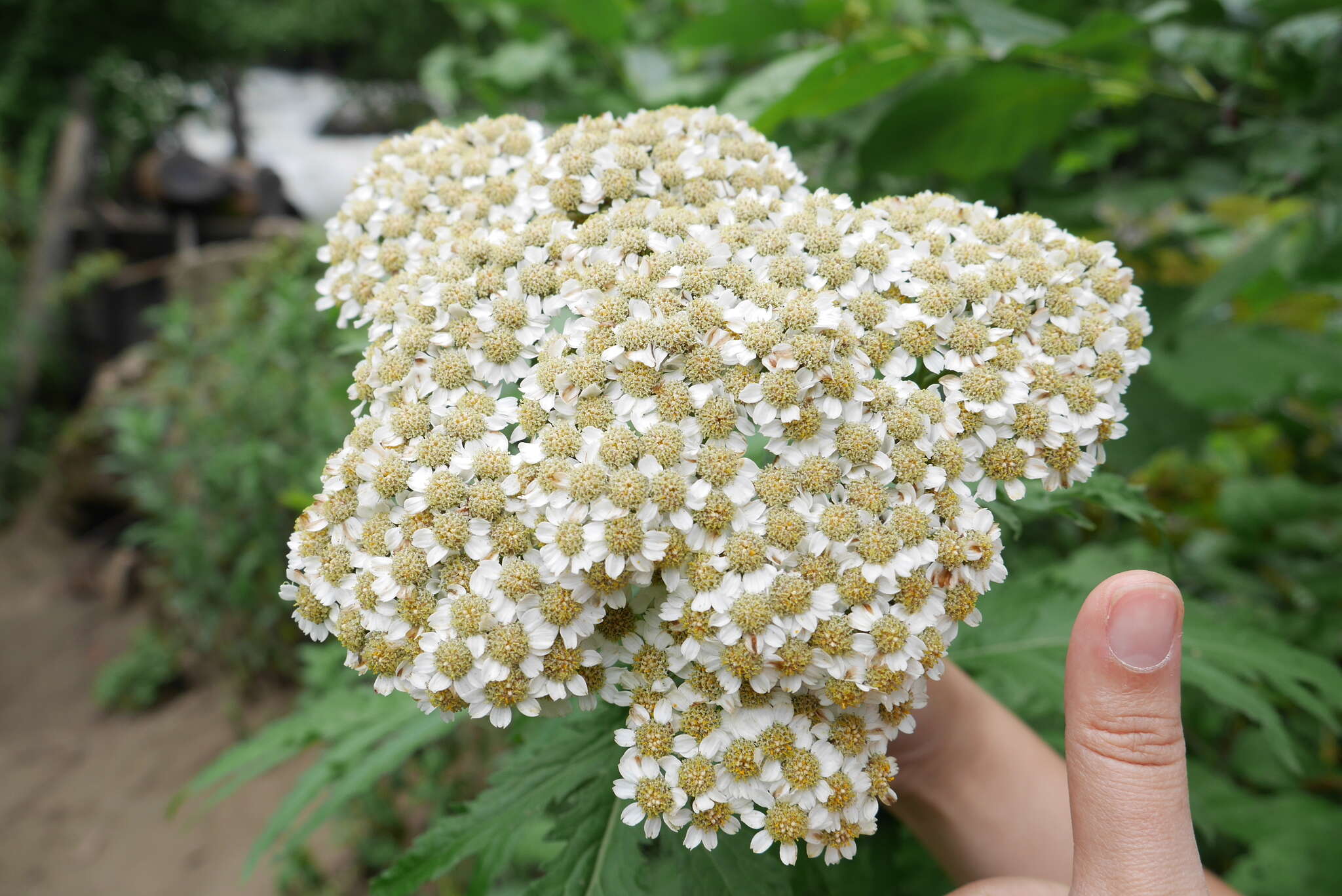 Image of Tanacetum macrophyllum (Waldst. & Kit.) Sch. Bip.