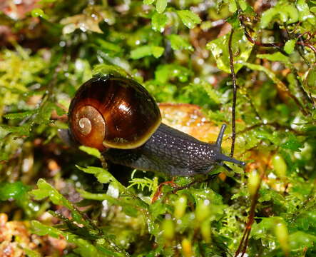 Image of Victaphanta compacta (Cox & Hedley 1912)