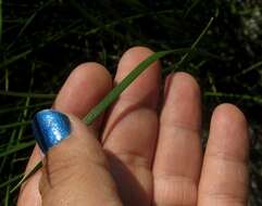 Image of Flat-Stem Spike-Rush