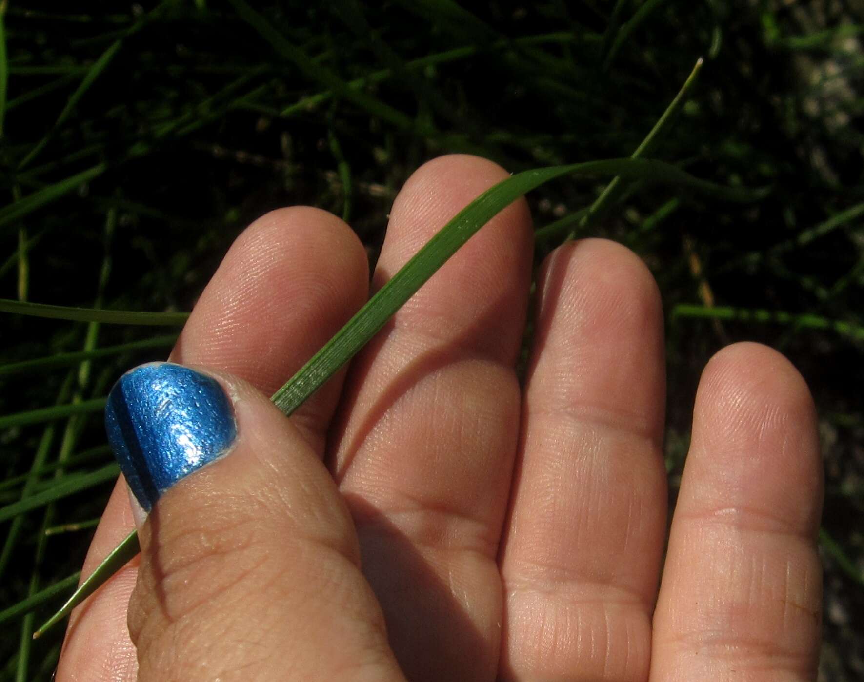 Image of Flat-Stem Spike-Rush