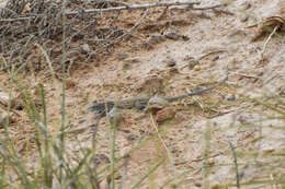 Image of Aspidoscelis inornatus (Baird 1859)