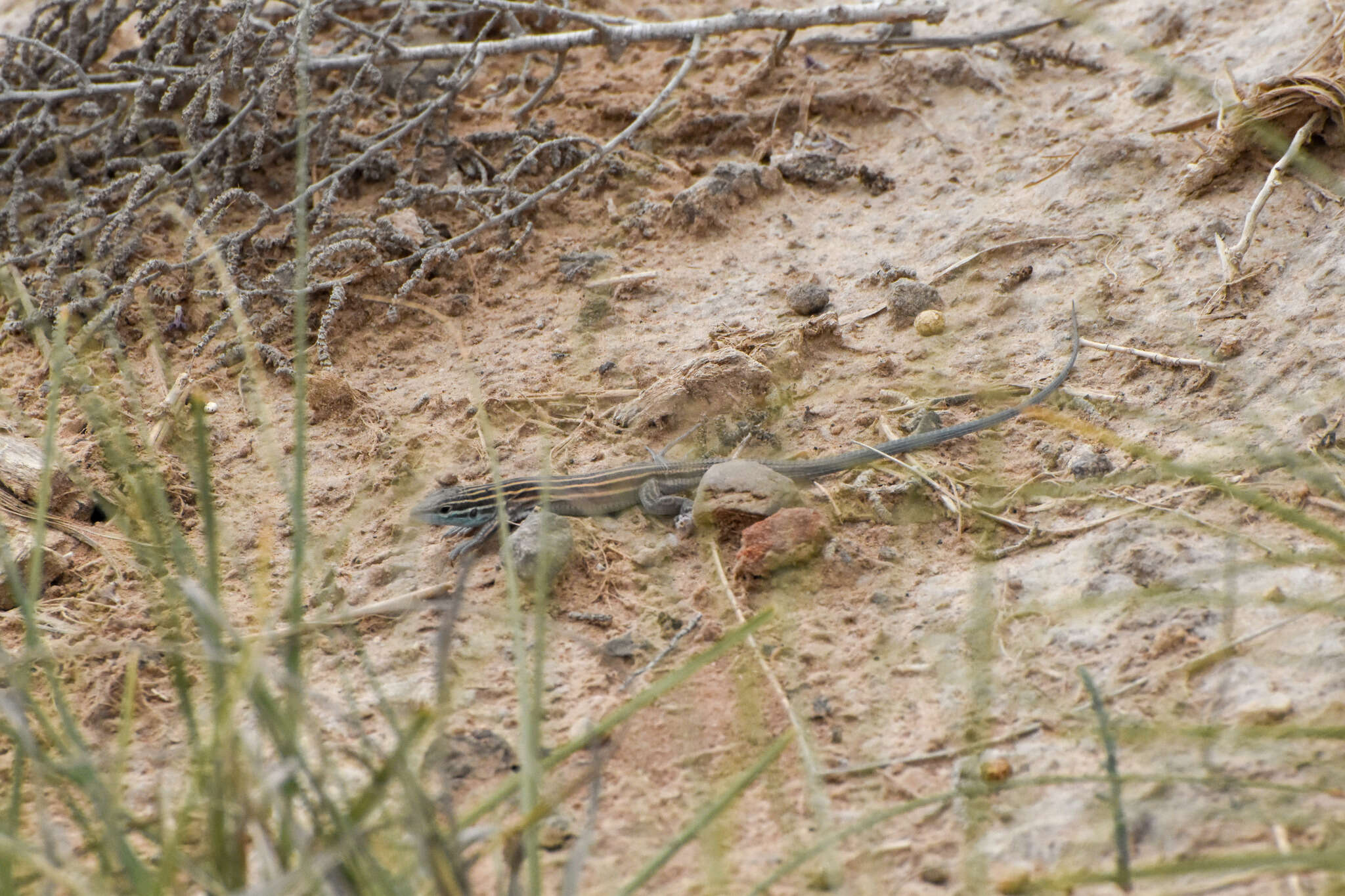 Image of Aspidoscelis inornatus (Baird 1859)