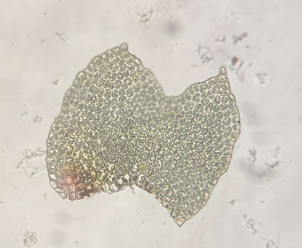 Image of Isopaches bicrenatus (Schmidel ex Hoffm.) H. Buch