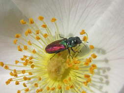 Anthaxia bicolor Falderman 1835 resmi