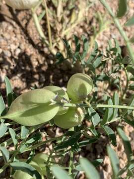 Sivun Astragalus allochrous A. Gray kuva