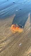 Image of Prideaux's hermit crab