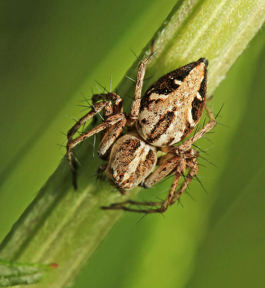 Image of Oxyopes licenti Schenkel 1953