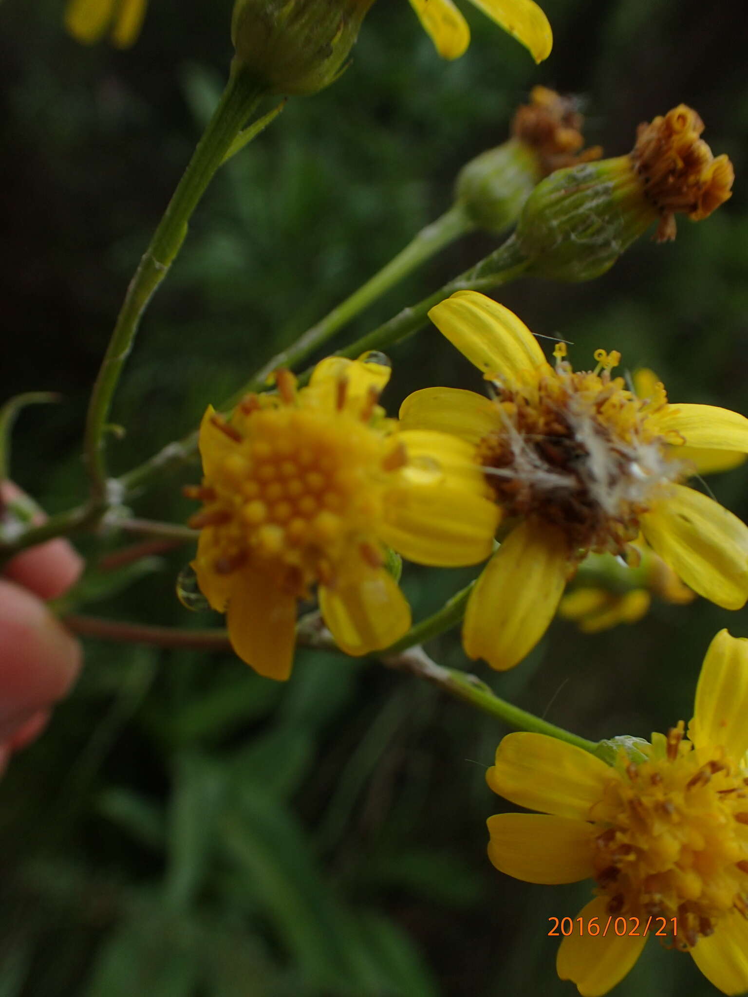 Image of Senecio inornatus DC.