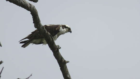 Image of Pandion haliaetus carolinensis (Gmelin & JF 1788)