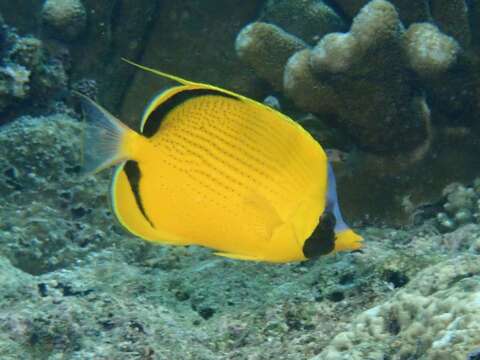 Image of Decorated Butterflyfish