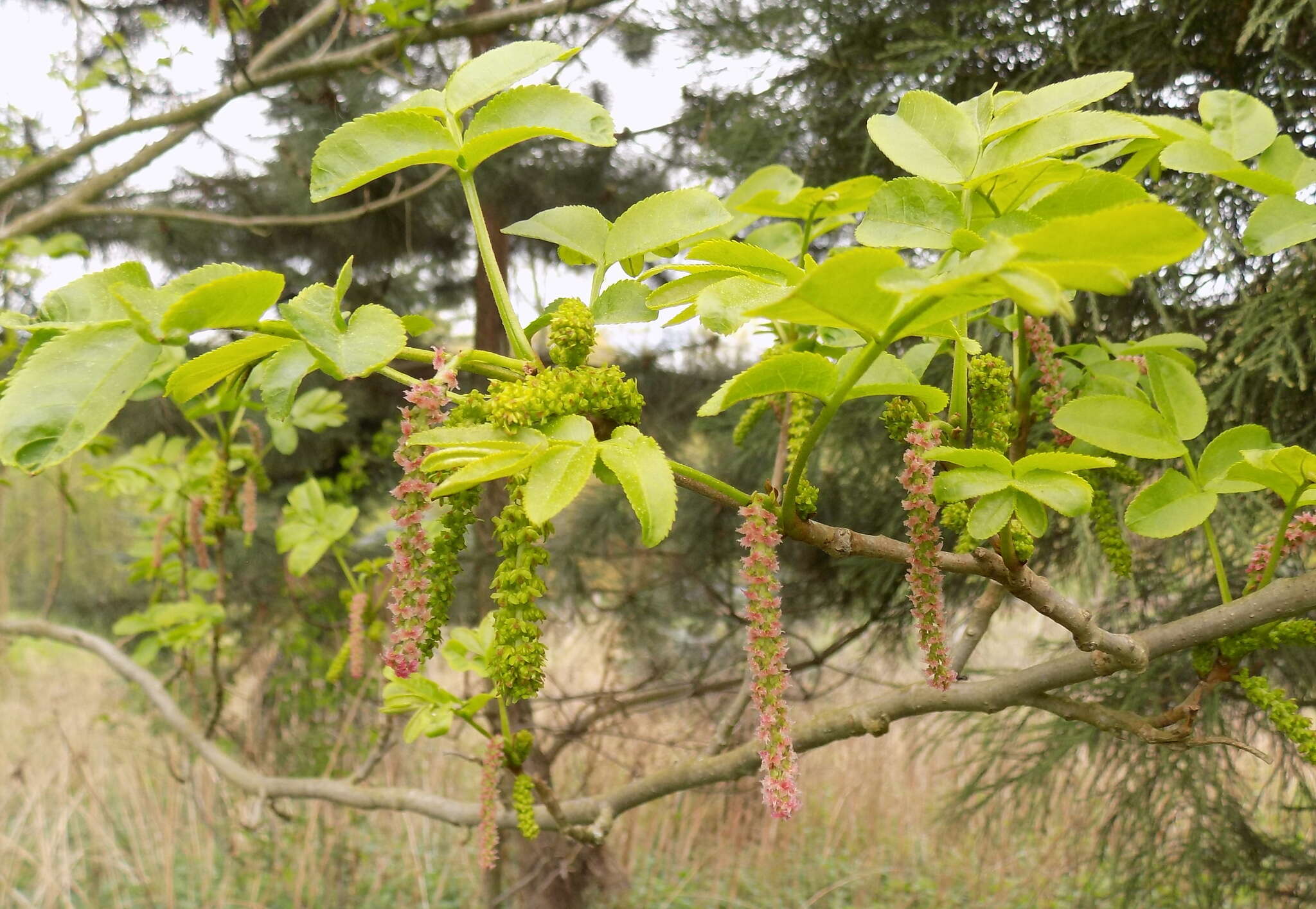 Image of Caucasian Wingnut