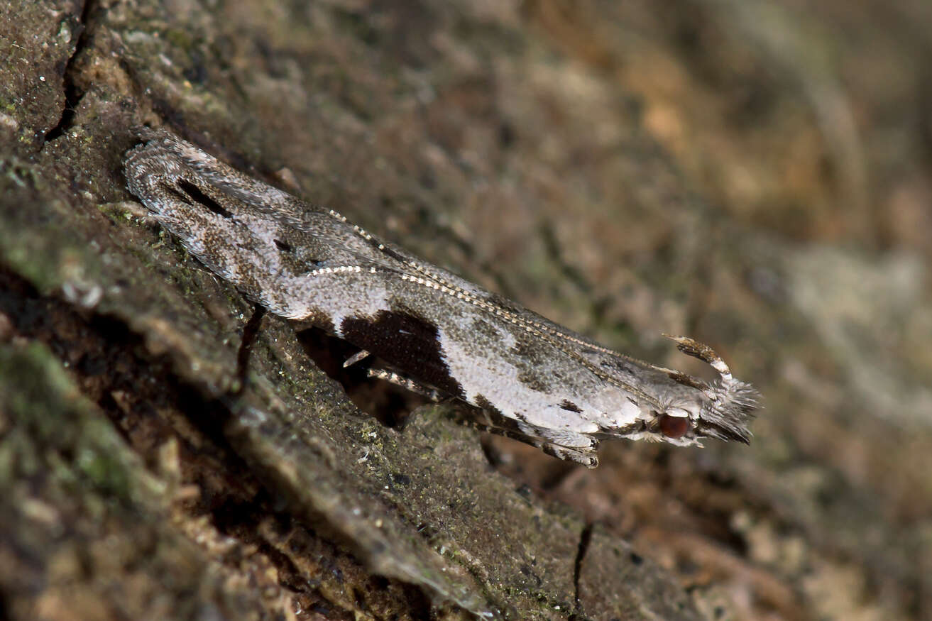 Image of Hypatima rhomboidella Linnaeus 1758