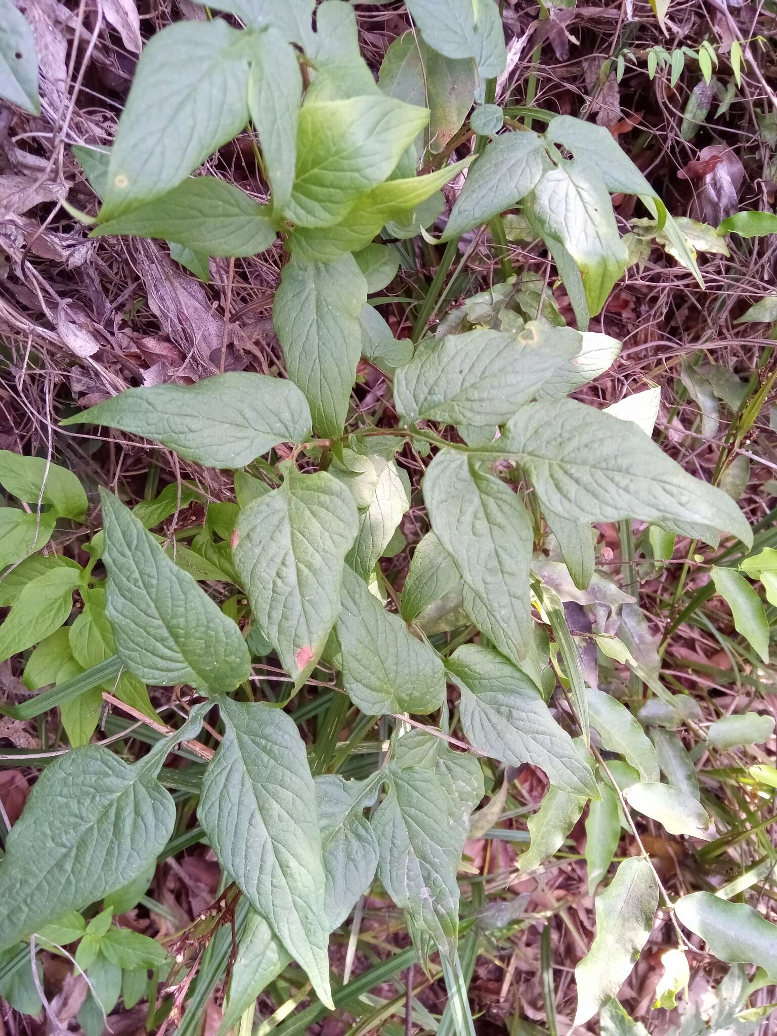 Tacca leontopetaloides (L.) Kuntze resmi