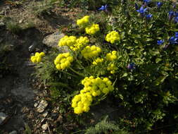 Image of Piper's golden buckwheat