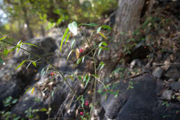 Image of Euonymus semenovii Regel & Herd.