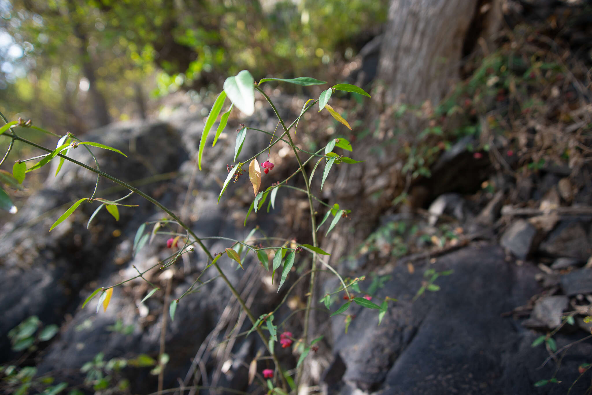 Image of Euonymus semenovii Regel & Herd.