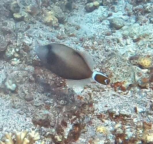 Image of Bluethroat triggerfish