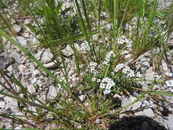 Plancia ëd Lobularia maritima subsp. maritima