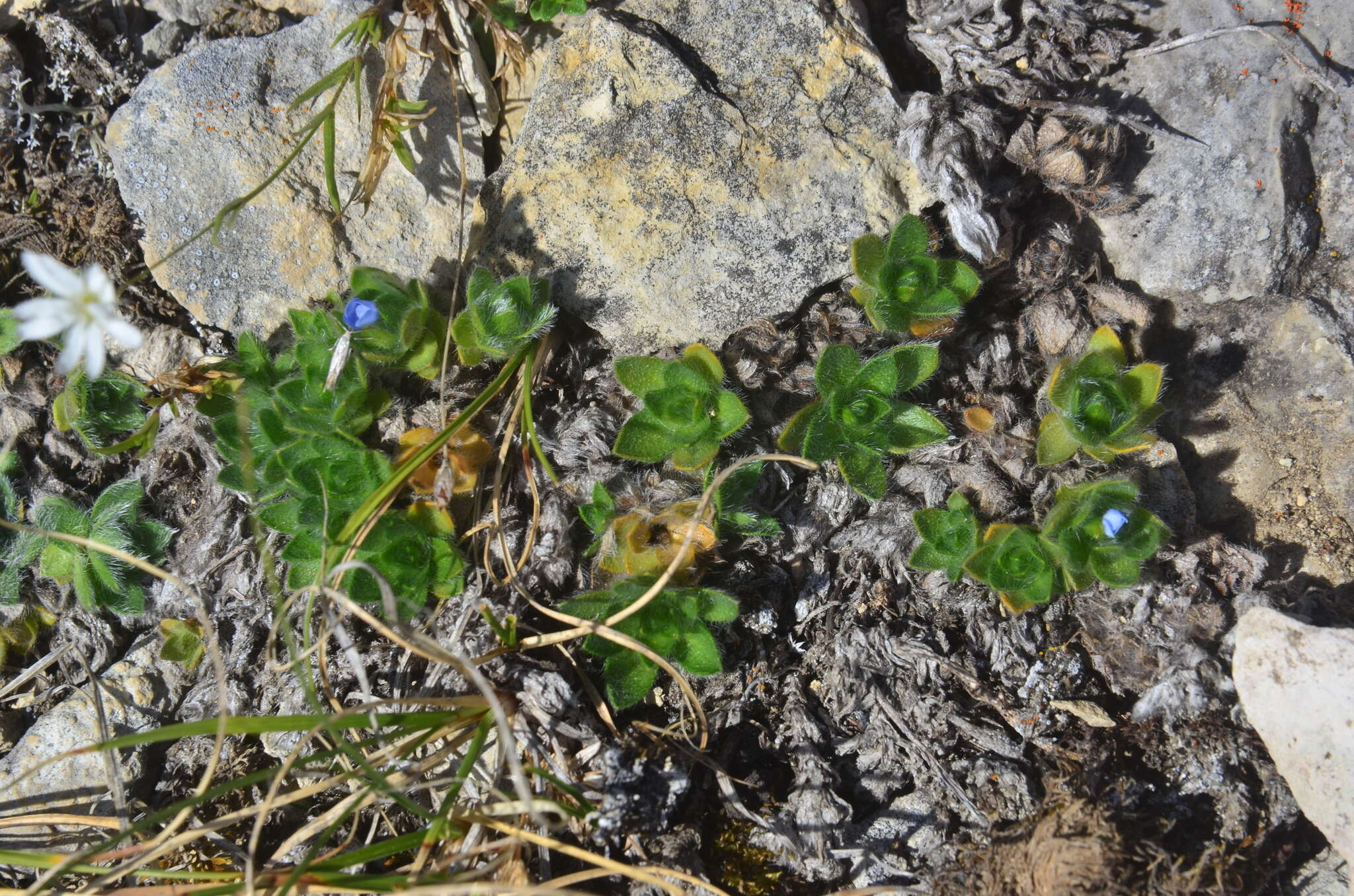 Image de Eritrichium villosum subsp. pulvinatum V. V. Petrovskii