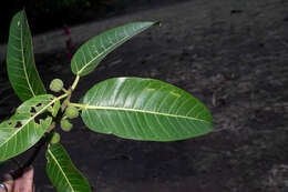 Ficus crocata (Miq.) Mart. ex Miq.的圖片