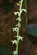 Image of Royal rein orchid