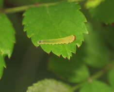 Image of Endelomyia aethiops (Fabricius)